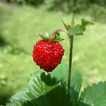 Raethia Gospodarstwo agroturystyczne *